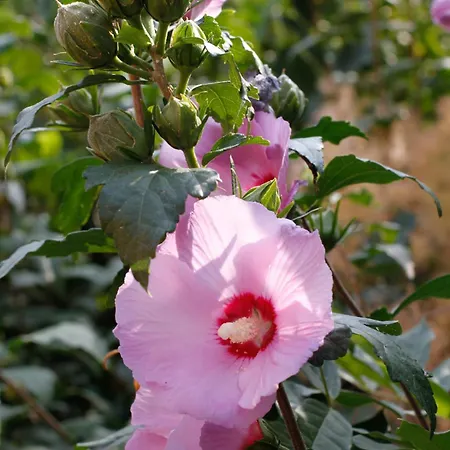 Hotel Della Ceramica 3*