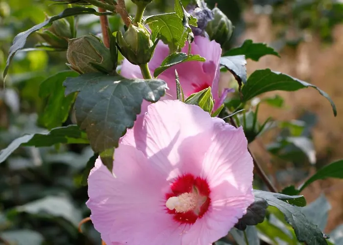 Hotel Della Ceramica 3*